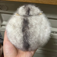 Silver Fox